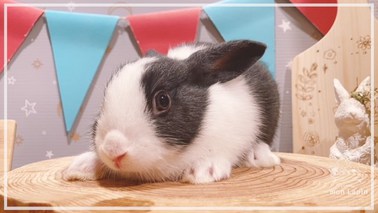 ペットのダッチウサギの世話をする方法